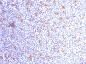 CD11c Antibody