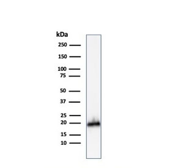 MART-1 Antibody / Melan-A
