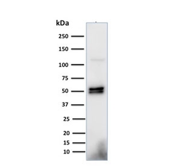 CD79a Antibody