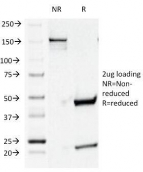 CD44v4 Antibody