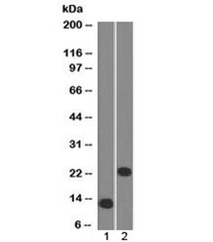 CD3e Antibody