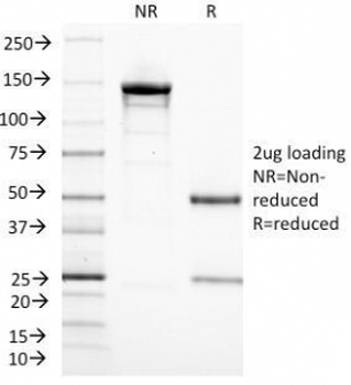 CD3e Antibody