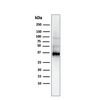 Galectin 13 Antibody / LGALS13