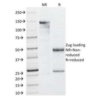 Galectin 13 Antibody / LGALS13