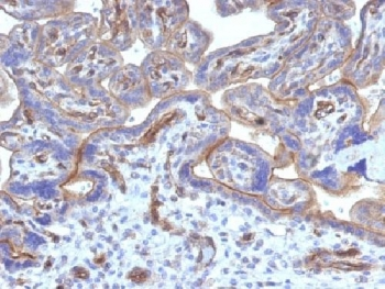 Thrombomodulin Antibody / CD141