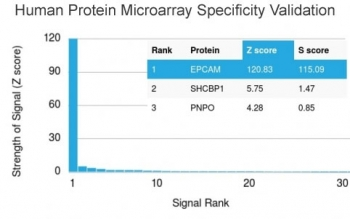 EpCAM Antibody / Extracellular domain