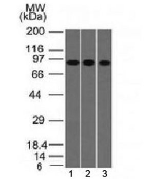 Villin Antibody / VIL1