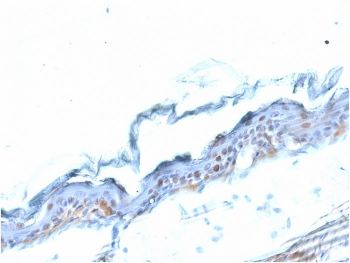 SOX-2 Antibody