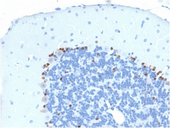 SOX-2 Antibody