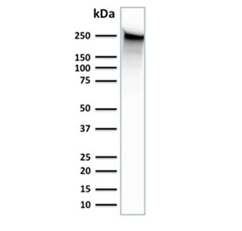 Spectrin beta III Antibody / SPTBN2