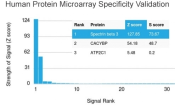 Spectrin beta III Antibody / SPTBN2