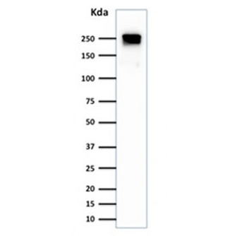 Spectrin beta III Antibody / SPTBN2