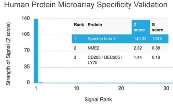 Spectrin beta III Antibody / SPTBN2