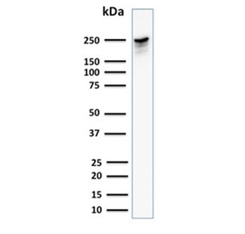 Spectrin beta III Antibody / SPTBN2