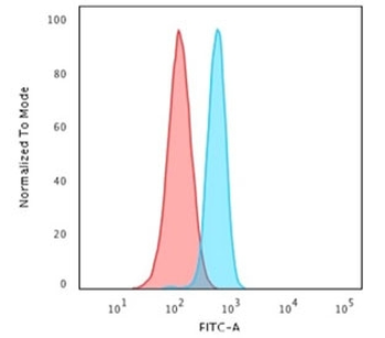 Spectrin beta III Antibody / SPTBN2