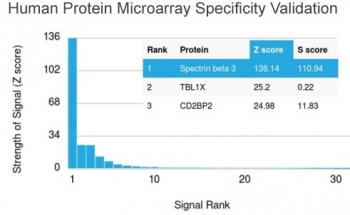 Spectrin beta III Antibody / SPTBN2