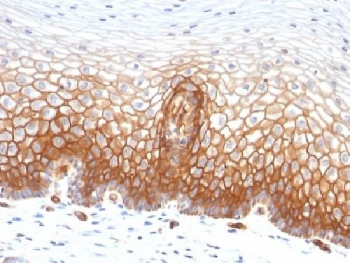 Thrombomodulin Antibody / CD141