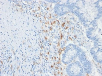 DC-SIGN Antibody / CD209