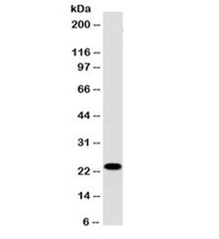 CD3e Antibody / Cytoplasmic domain