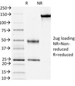 CD3e Antibody / Cytoplasmic domain