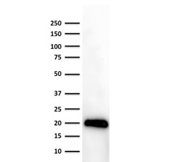 CD3e Antibody / Cytoplasmic domain