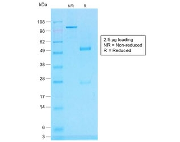 Recombinant CD45RB Antibody / Rabbit Monoclonal