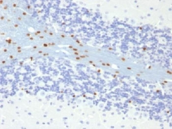 SOX10 Antibody