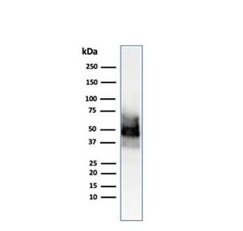 SOX10 Antibody
