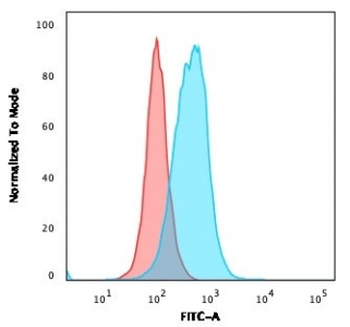 TYMS Antibody / Thymidylate Synthase