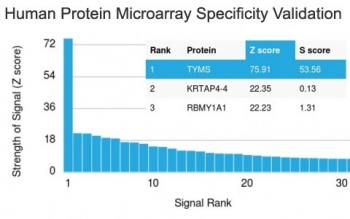 TYMS Antibody / Thymidylate Synthase