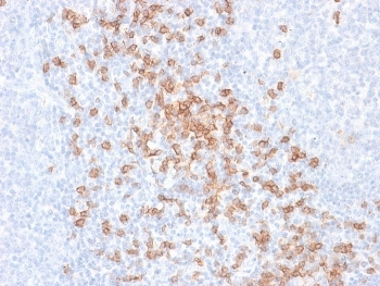 Recombinant CD8A Antibody