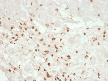 Recombinant CD8A Antibody