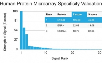 Recombinant S100B Antibody