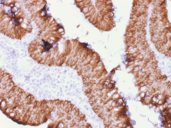 Recombinant EpCAM Antibody / Extracellular domain