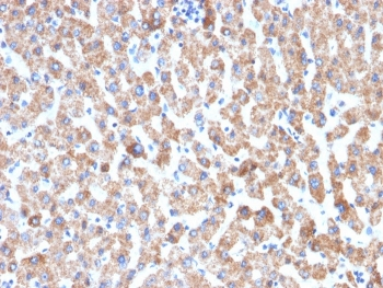 Recombinant HSP60 Antibody / Rabbit Monoclonal