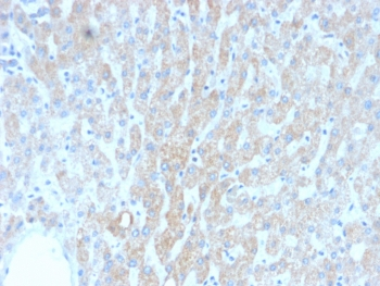 Recombinant HSP60 Antibody / HSPD1