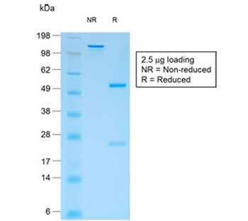 Recombinant CD44v4 Antibody