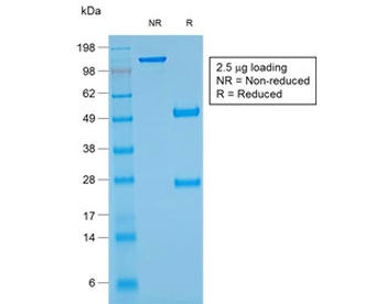 Recombinant GYPA Antibody / Glycophorin A
