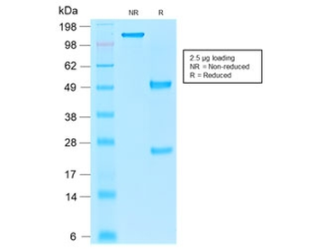 Recombinant EpCAM Antibody / Cytoplasmic domain