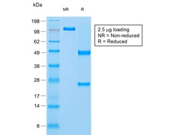 Recombinant Napsin A Antibody