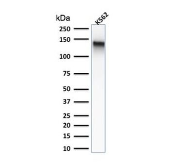 Recombinant CD43 Antibody