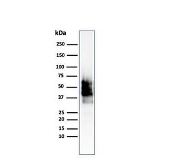 Recombinant SOX10 Antibody