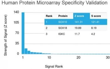 Recombinant SOX10 Antibody