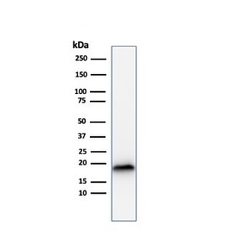 Recombinant Melan-A Antibody