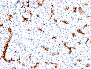 Recombinant Gastric Mucin Antibody / MUC6 / Rabbit Monoclonal