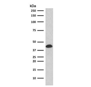 Recombinant Glycophorin A Antibody / GYPA / Rabbit Monoclonal
