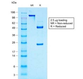 Recombinant MUC-1 Antibody