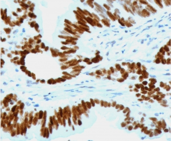 Recombinant p53 Antibody / Rabbit Monoclonal