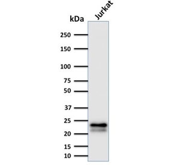 CD3e Antibody