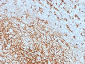 CD14 Antibody (Macrophage Marker)